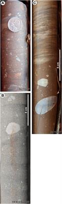 A grounding zone wedge origin for the Palaeoproterozoic Makganyene Formation of South Africa